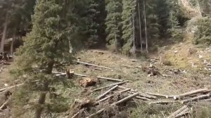 В Ак-Суйском районе сильный ветер с корнем вырвал десятки деревьев Ч.1