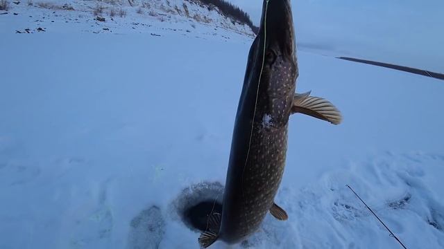 БЕЗУМНЫЙ КЛЁВ ПРОДОЛЖАЕТСЯ! РЕКОРДНЫЙ ОКУНЬ ГОРБАЧ, ЩУКИ, НАЛИМ! смотреть онлайн
