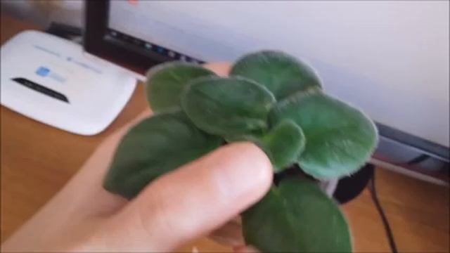 Фиалка. Как удалять пасынки у детки фиалки. Для новичков. смотреть онлайн