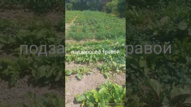 неприятный сюрприз//готовлю//садово-огородные будни//(1 год назад)