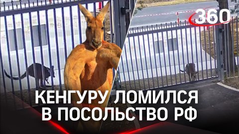 Толстый кенгуру штурмовал посольство РФ в Австралии: чем всё закончилось?