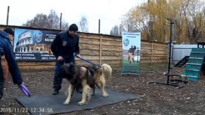 Силовые соревнования по поднятию тяжести "STRONG DOG"