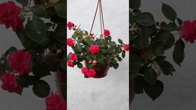 Cam güzeli çiçeği// Impatiens walleriana