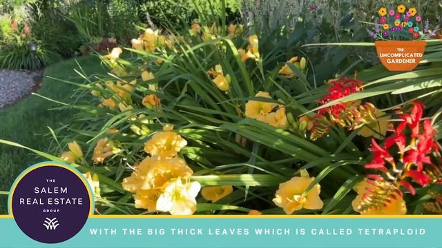 The Uncomplicated Gardener: Lucifer’s crocosmia & Daylilies смотреть онлайн