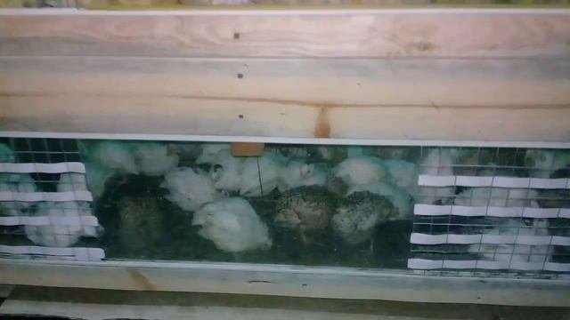 Лучший состав корма для перепелов.корм которым кормим мы.
