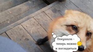 ЛИ СЯО. Алиса - Лиса. Деликатный кусь.