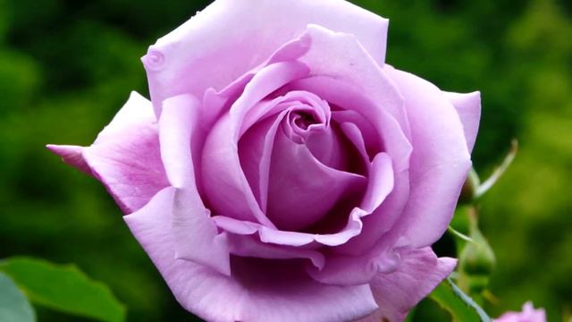 河津バガテル公園（バラ）前編 смотреть онлайн