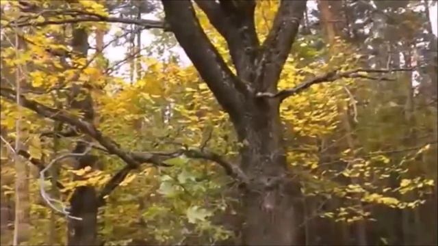 Слегка поредели осенние рощи... смотреть онлайн