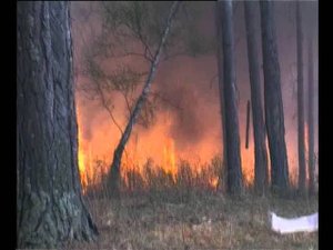 Ролик лесные пожары