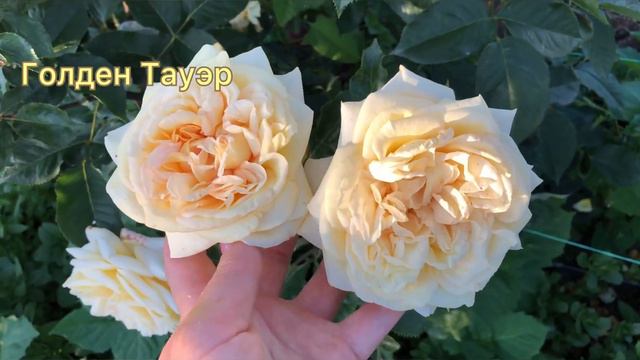 Обильноцветущие Розы в питомнике : Питомник Роз Аккиевых , небольшое дополнение . смотреть онлайн