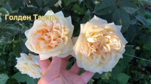 Обильноцветущие Розы в питомнике : Питомник Роз Аккиевых , небольшое дополнение .