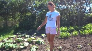 Кубанский огород на целине. Что посадили. Краснодарский край