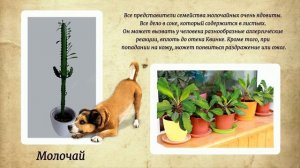 Опасные для людей и домашних животных 10  ядовитых  комнатных  растений Poisonous indoor plants