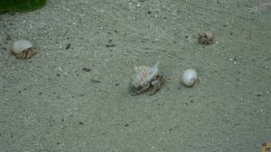 Club Med Finolhu Villas Maldives 5*