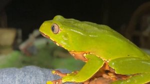 Как найти лягушку и снять яд?!