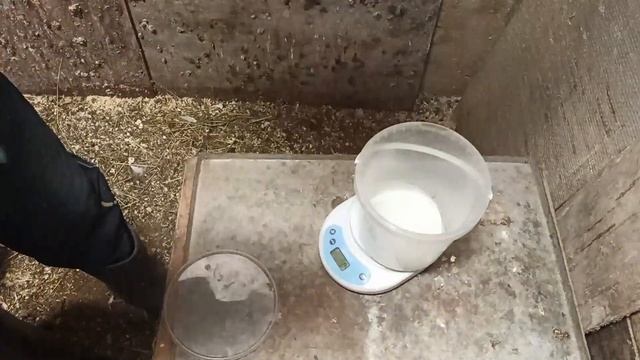 Техасский перепел 45 дней вес
