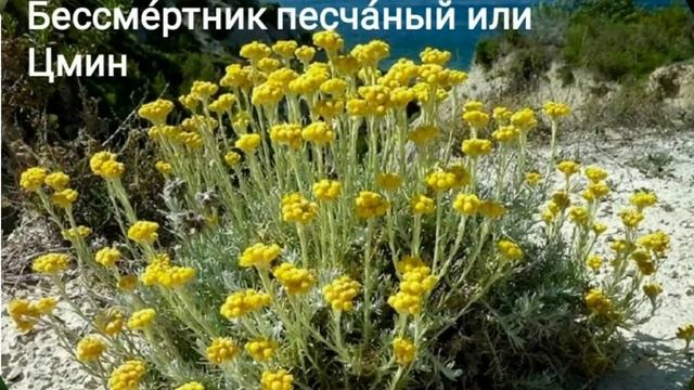Растения сухоцветы фото и названия