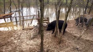 Притравка западно-сибирских лаек на кабана (Вольф и Бренда)