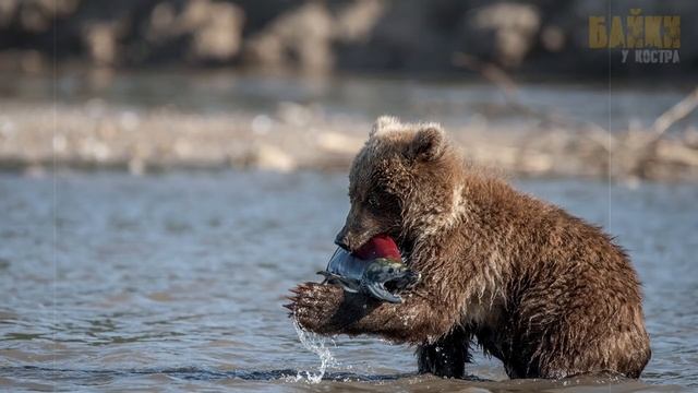 Мужчина не заметил, как к нему подкрался медвежонок! смотреть онлайн