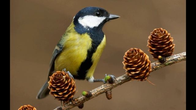 Видеоэкскурсии "Животный мир" - Часть 18. Синичка смотреть онлайн
