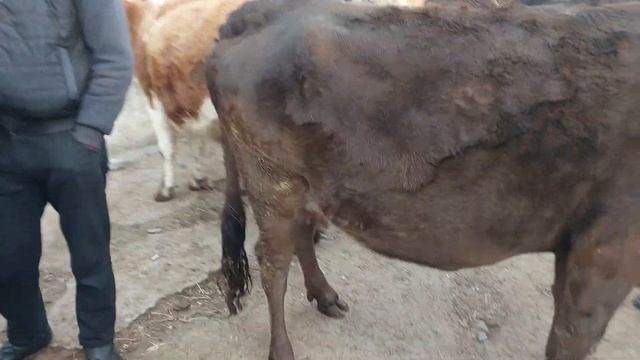 Uychi tumani Yorqõrģon mol bozori sigirlar va ģunojinlar narhlari 8.03.2023yil +99833.781.14.04