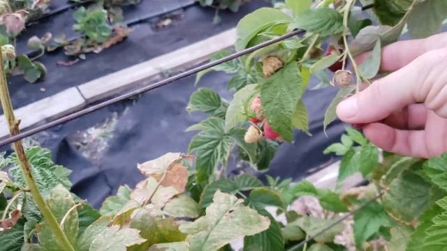 Малина Энросадира.3 месяца спустя. смотреть онлайн