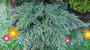 Можжевельник чешуйчатый Маленькая Джоанна. Краткий обзор, описание juniperus squamata Little Joanna