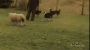 Как правильно влиться в коллектив?