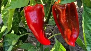 Лучшие Деревенские Рецепты Азербайджанская Кухня Деревенская Кухня  Рецепты