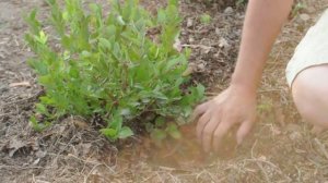 Саженцы голубики одно и двухлетки