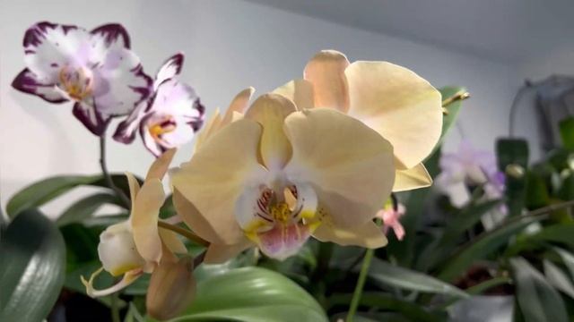 Орходрузья, поздравляю всех с Наступающим Новым Годом! смотреть онлайн