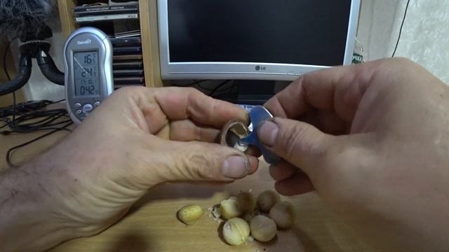 КОРОЛЕВСКИЙ ОРЕХ МАКАДАМИЯ