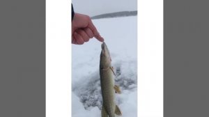 Первая рыбалка в 2022 году. Аргази. Щука на жерлицы