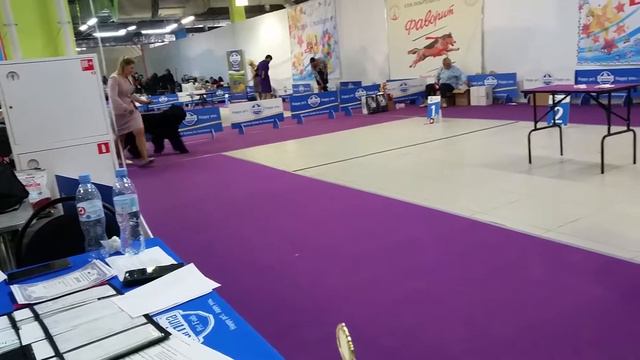 5 октября 2019 г. сука -класс чемпионов смотреть онлайн