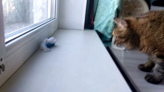 Чего боятся кошки? Кот и странная игрушка. Игрушка для кота. смотреть онлайн