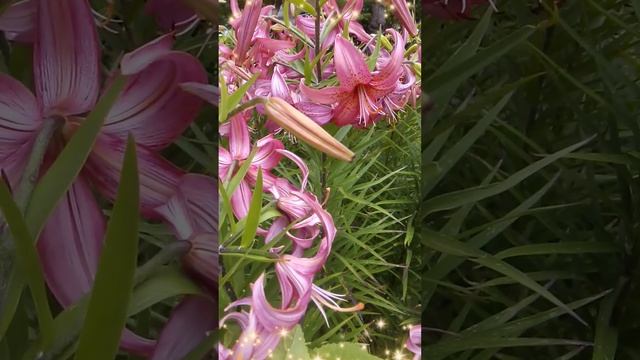 Lilies