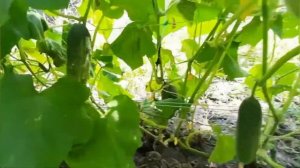 Гумат калия и огурцы.