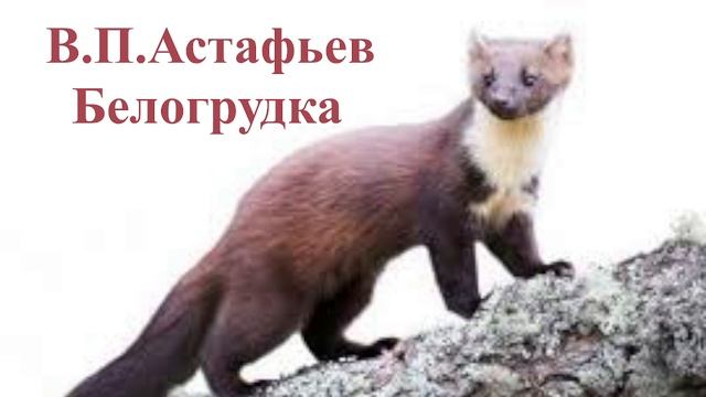 В.П. Астафьев Белогрудка слушать онлайн аудиорассказ , аудиосказка, аудиоучебник, читаем летом