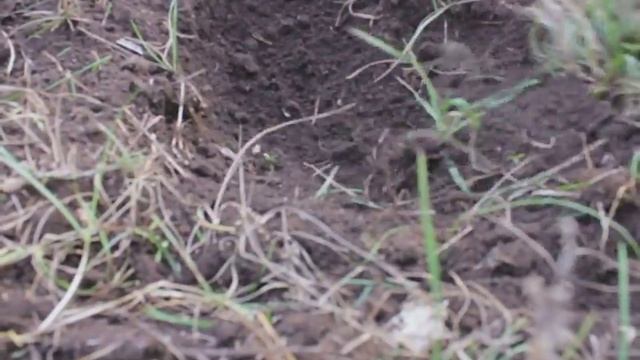 Самодельный электрический культиватор с горизонтальными фрезами.