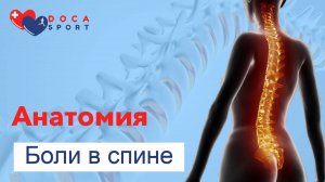 Анатомия боли в спине.