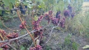 Виноград подарок Ирине.