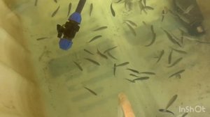 Выращивание форели в еврокубках. Рост рыбы за 3 месяца