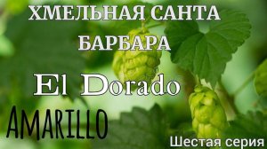 Хмельная Санта Барбара!Amarillo и El Dorado!