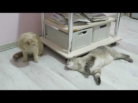 Кошачьи нежности