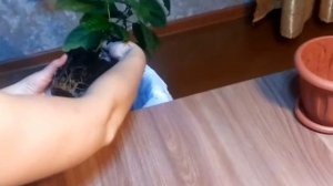 Клеродендрум Томпсона. Пересадка№2, обрезка и новые побеги!