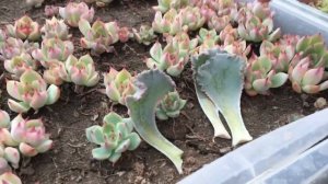 Как размножать суккуленты черенками? Простые способы