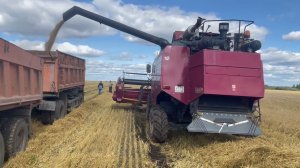 Ячмень урожайность 30 центнеров с 1 га