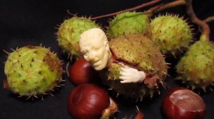 Что делать с каштанами?? Вырезаем!!!