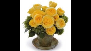 Англійська троянда Лимон Помпон ( роза Lemon Pompom ) Мій розкішний сад