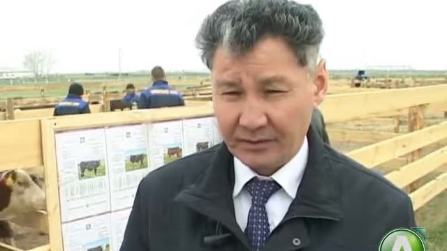 Аукцион КРС в Житикаре смотреть онлайн